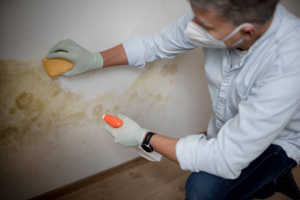 Best Health and Safety Mold Remediation in New Union, TN