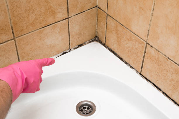 Best Residential Mold Remediation in New Union, TN